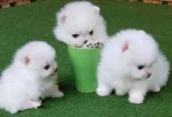 Cachorros de pomeriano  para adopcion
