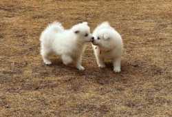 Cachorros de Samoyedos disponables ahora para adop