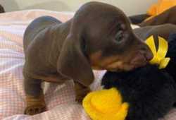 Cachorros de Teckel disponibles para ser recibidos