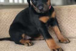 Cachorros Doberman Pinscher Disponibles