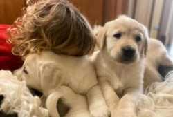 cachorros golden retrieverddf