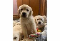 cachorros golden retrieverddf