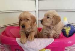 cachorros golden retrieverddf