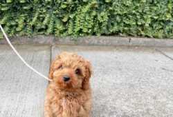 Cachorros Goldendoodle23