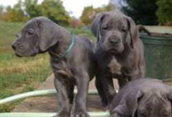 Cachorros gran danes en adopcion