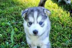Cachorros husky siberiano ojos azules