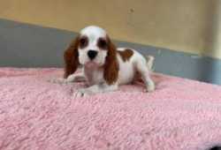 Cachorros machos cavalier king disponibles