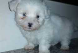 cachorros malteses../