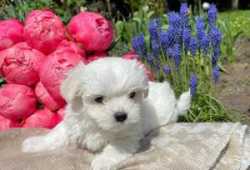 Cachorros malteses