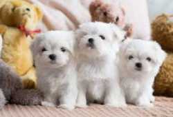 Cachorros malteses en adopcion