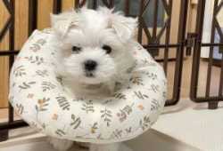 Cachorros malteses en adopcion