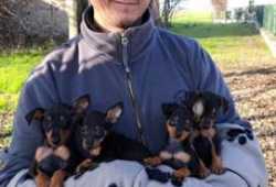 Cachorros pinscher
