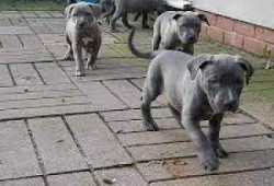 Cachorros PITBULL de 3 meses baratos de raza pura