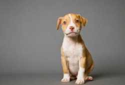 Cachorros pitbull  disponibles