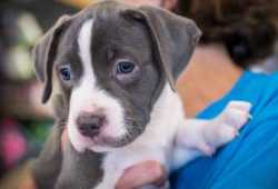 Cachorros pitbull  disponibles