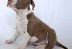 Cachorros pitbull  disponibles