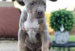 Cachorros pitbull  disponibles