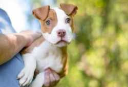 cachorros pitbull listos para una nueva familia