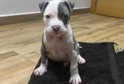cachorros pitbull listos para una nueva familia