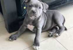 Cachorros pitbull machos y hembras disponibles