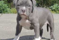 Cachorros pitbull machos y hembras disponibles