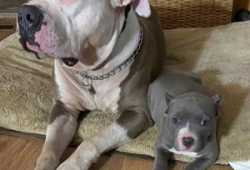 Cachorros pitbull machos y hembras disponibles