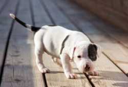 Cachorros pitbull machos y hembras disponibles
