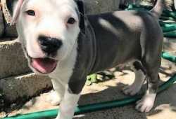 Cachorros pitbull machos y hembras para los amante