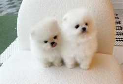 CACHORROS POMERANIA PA ADOBCION