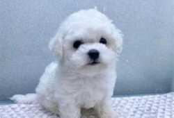 CACHORROS POMERANIA PARA ADOPCION