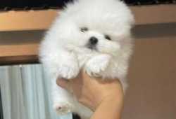 CACHORROS POMERANIA PARA ADOPCION AKC REGISTRADOS