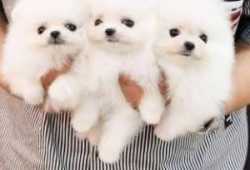 Cachorros Pomerania Pura Raza