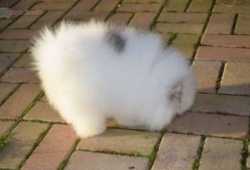 Cachorros Pomerania Pura Razavvbvb