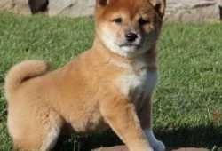 cachorros shiba inu macho y hembra
