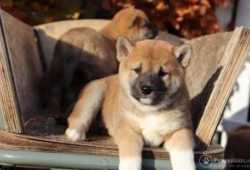 cachorros shiba inudfdf