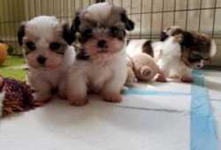Cachorros shih tzu bien entrenados para adopción