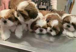 Cachorros shih tzu bien entrenados para adopción
