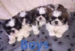 Cachorros shih tzu bien entrenados para adopción