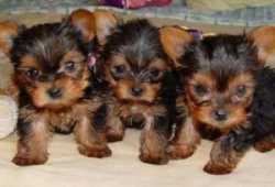 Cachorros Yorkie registrados para adopción