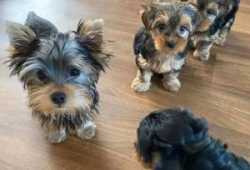 Cachorros yorkshire en adopción.