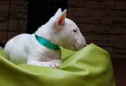 Camada bull terrier