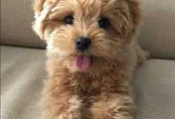 caniche albaricoque disponible,