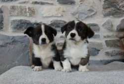 Corgi  cachorros para adopción1