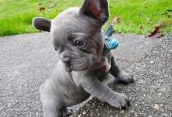 DANY 13 semanas cachorros bulldog frances