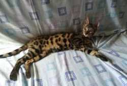 Disponible gatita bengali