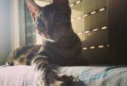 Disponible gatita bengali