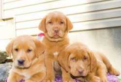 Disponibles cachorros labrador con vacuna antipara