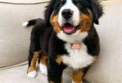 DOS CACHORROS BERNESES DE PRIMERA CLASE DISPONIBLE
