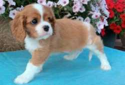 DOS CACHORROS CAVALIER KING DE PRIMERA CLASE DISPO