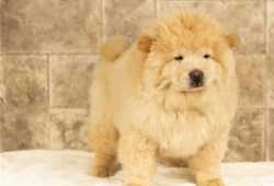 Dos cachorros chow chow disponibles para adopción.